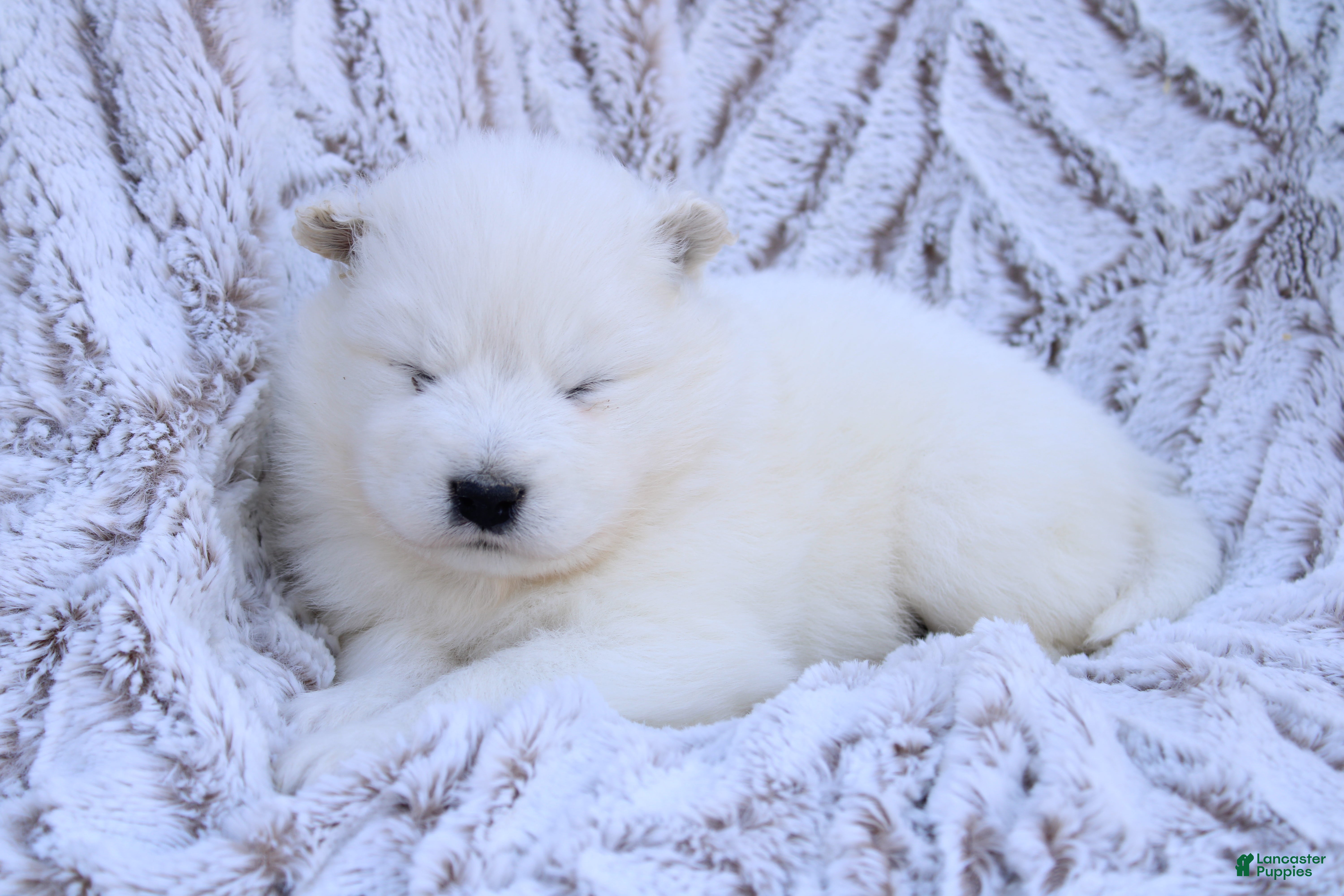 Samoyed dogs Samoyed Puppy 3 - Ad 2