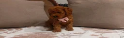 Cavapoo dogs for sale: Cavapoo 5 - Ad 1
