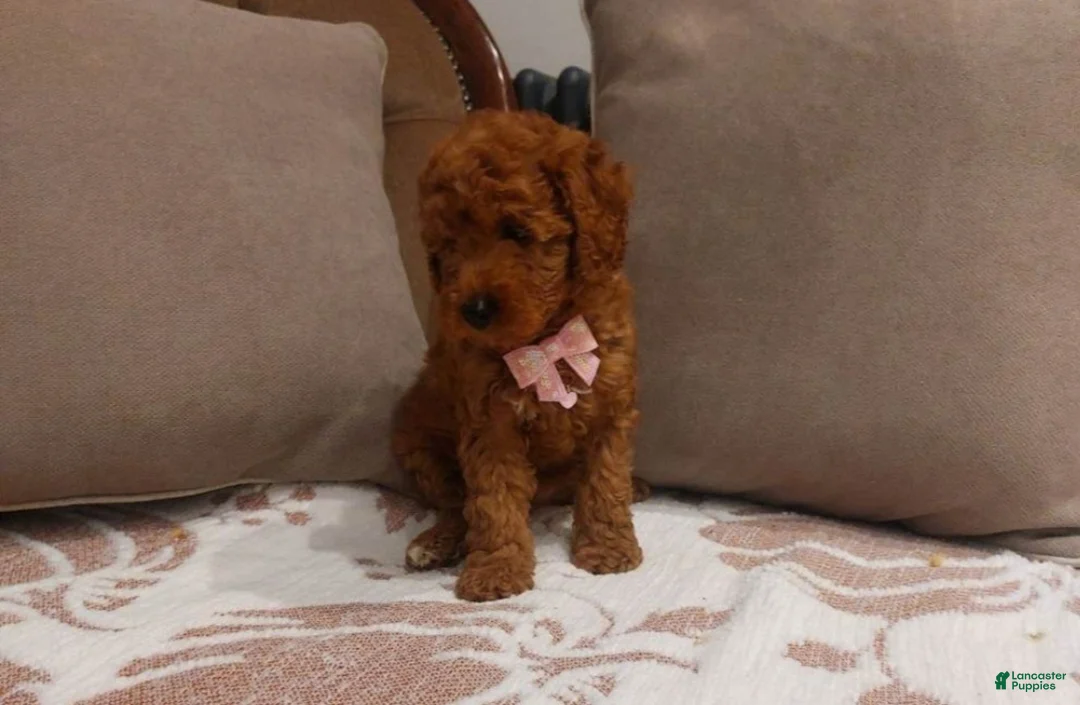 Cavapoo dogs for sale: Cavapoo 5 - Ad 1