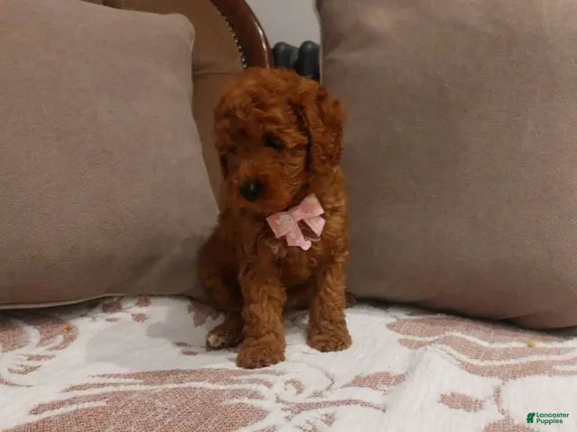 Cavapoo dogs for sale: Cavapoo 5 - Ad 20
