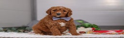 Standard Poodle dogs for sale: Luke - Ad 4