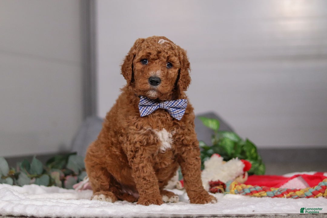 Standard Poodle dogs for sale: Luke - Ad 4