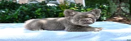 French Bulldog dogs for sale: French Bulldog Puppy 3 - Ad 4