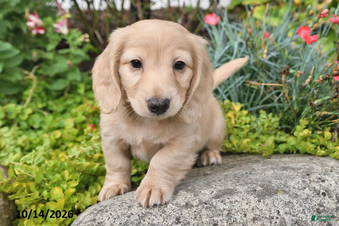 Miniature Dachshund dogs for sale: Candy Corn - Ad 1