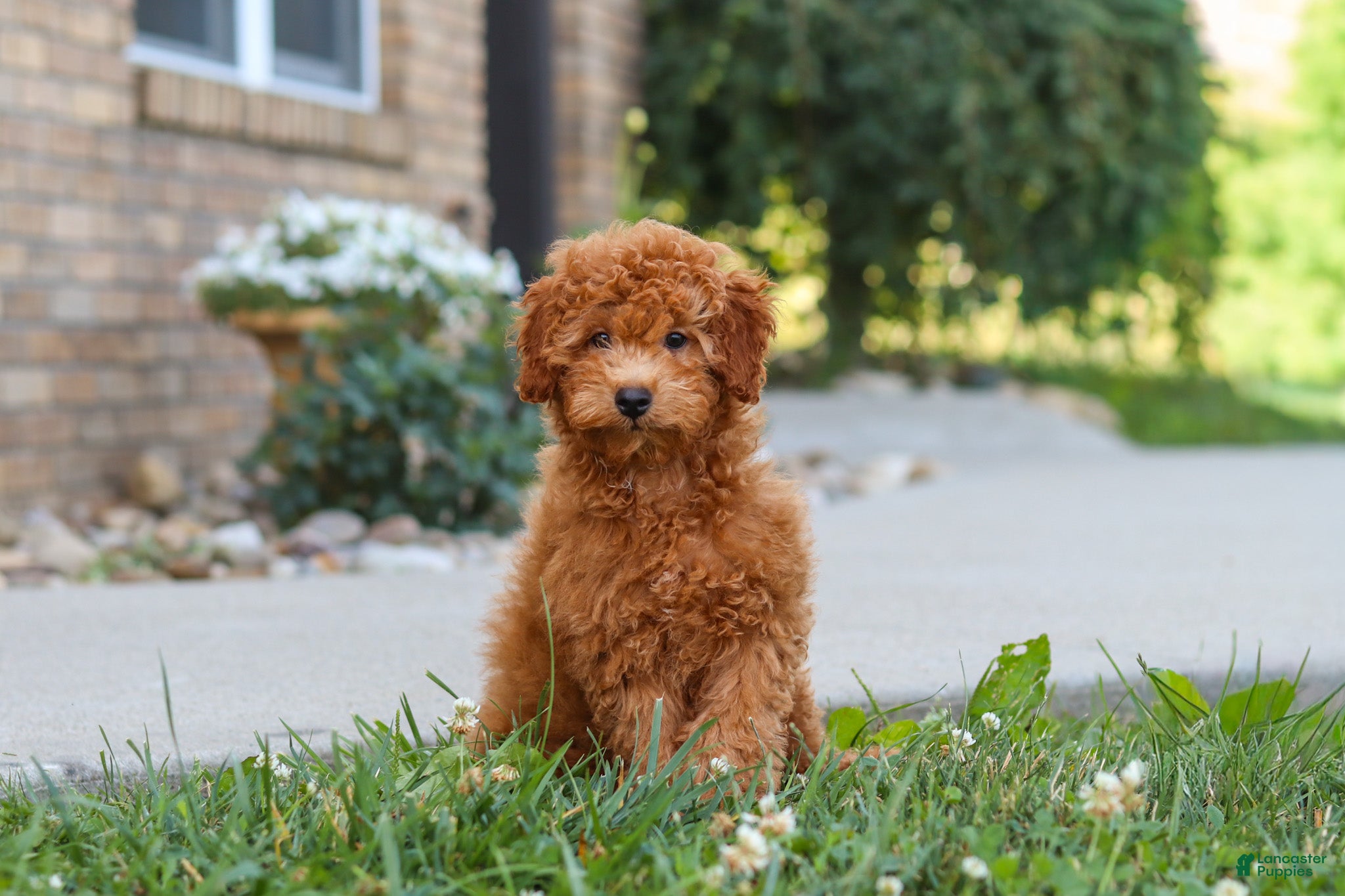 Cavapoo dogs Fletcher - Ad 2