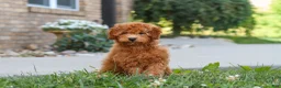 Cavapoo dogs for sale: Fletcher - Ad 2