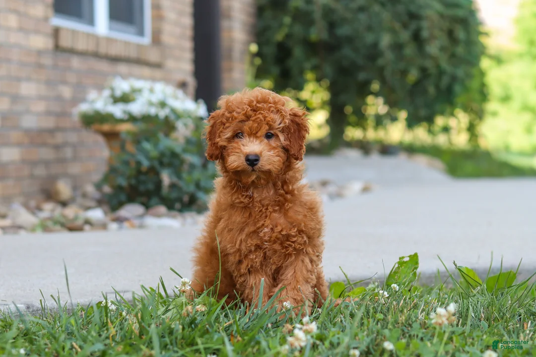 Cavapoo dogs for sale: Fletcher - Ad 2