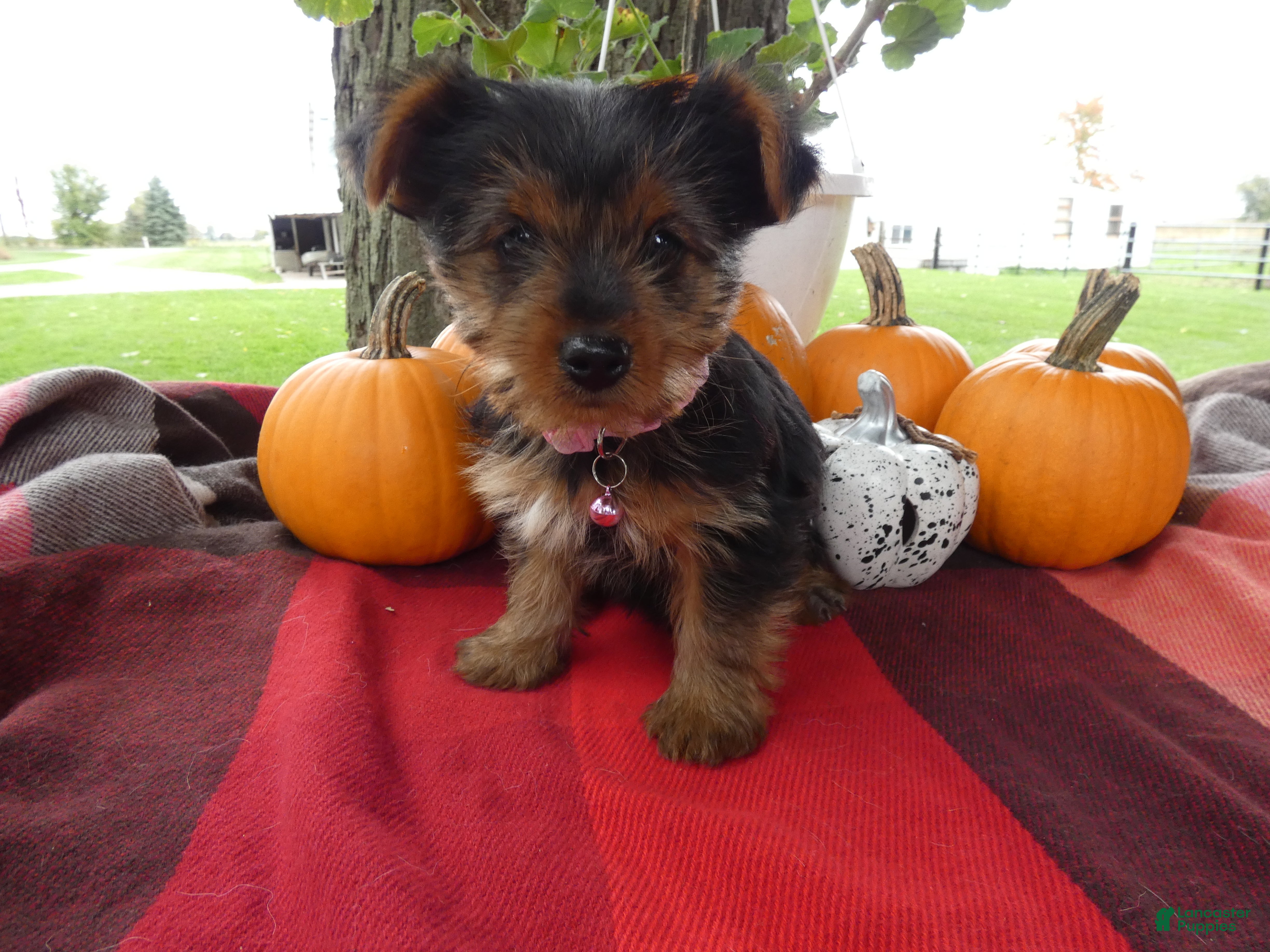 Yorkshire Terrier dogs for sale: Yorkshire Terrier 4 Marcy - Ad 3
