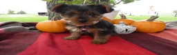 Yorkshire Terrier dogs for sale: Yorkshire Terrier 4 Marcy - Ad 1