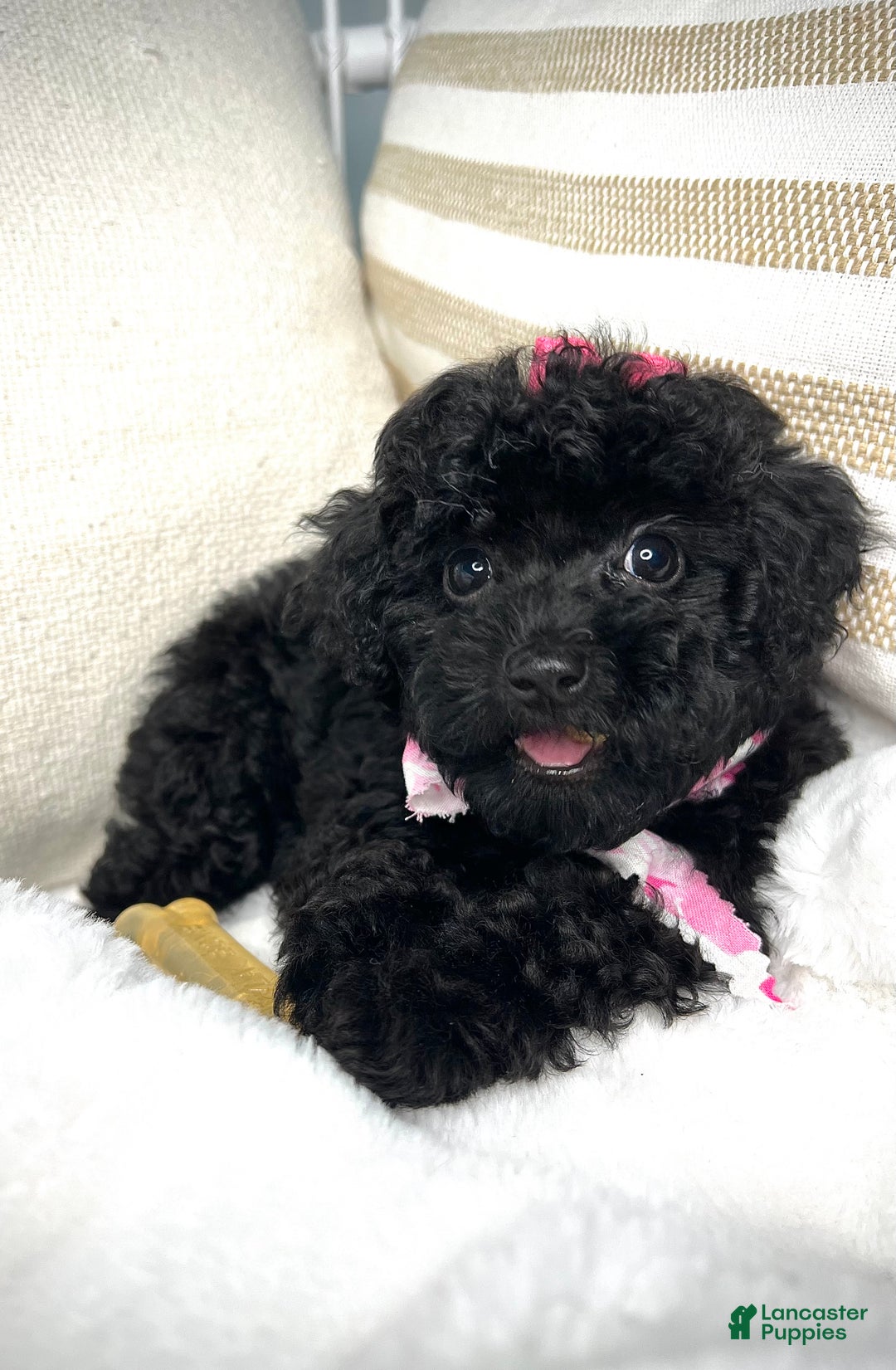 Toy Poodle dogs for sale: Toy Poodle Puppy 2 - Ad 9