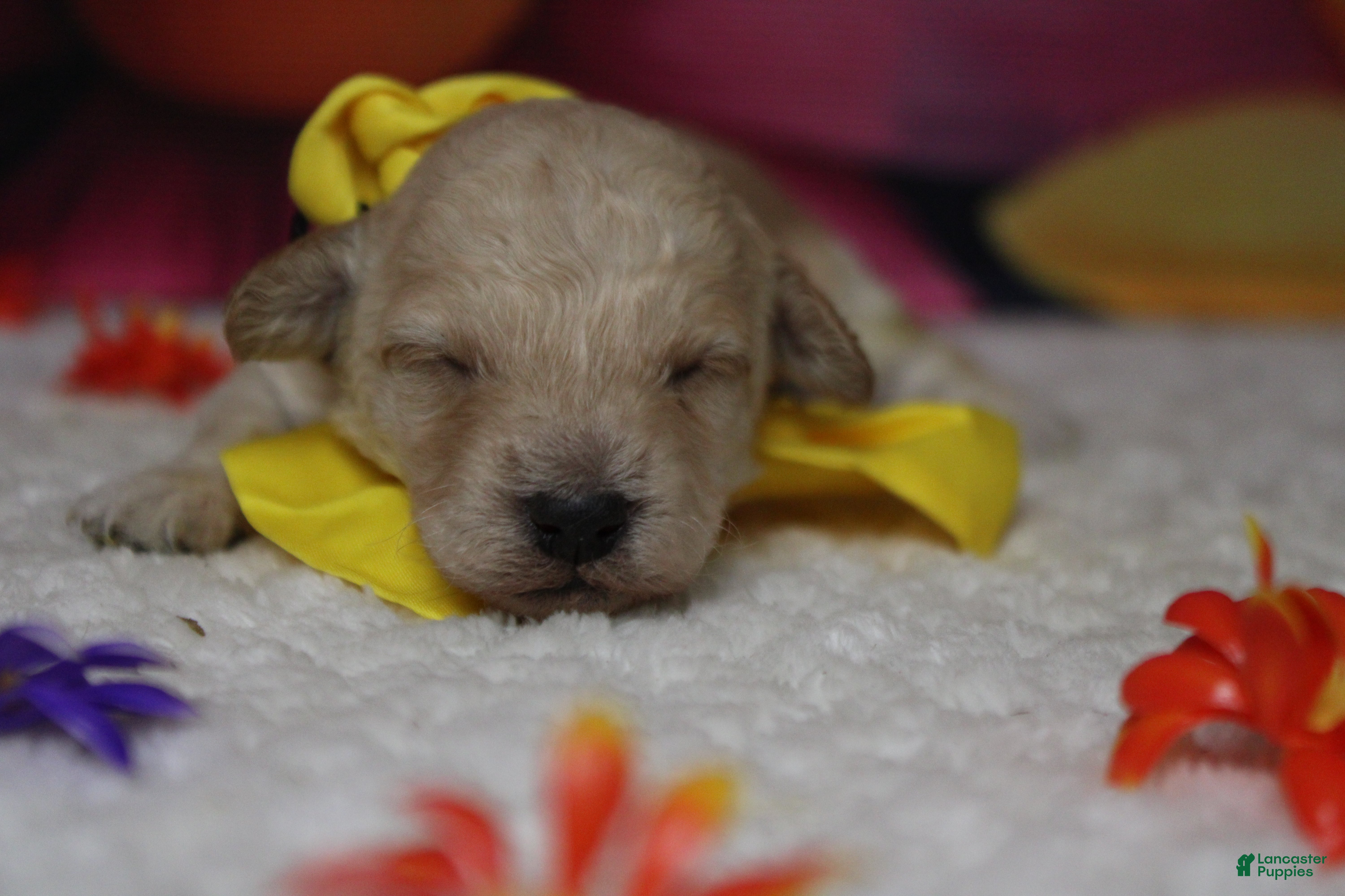 Toy Poodle dogs Simon  - Ad 2
