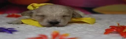 Toy Poodle dogs for sale: Simon  - Ad 1