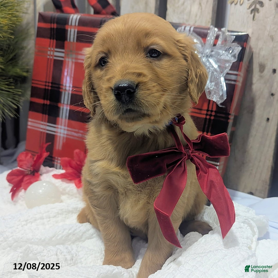 Golden Retriever dogs for sale: Peppermint - Ad 3