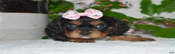 Cavalier King Charles Spaniel dogs for sale: Cavalier King Charles Spaniel 3 - Ad 7