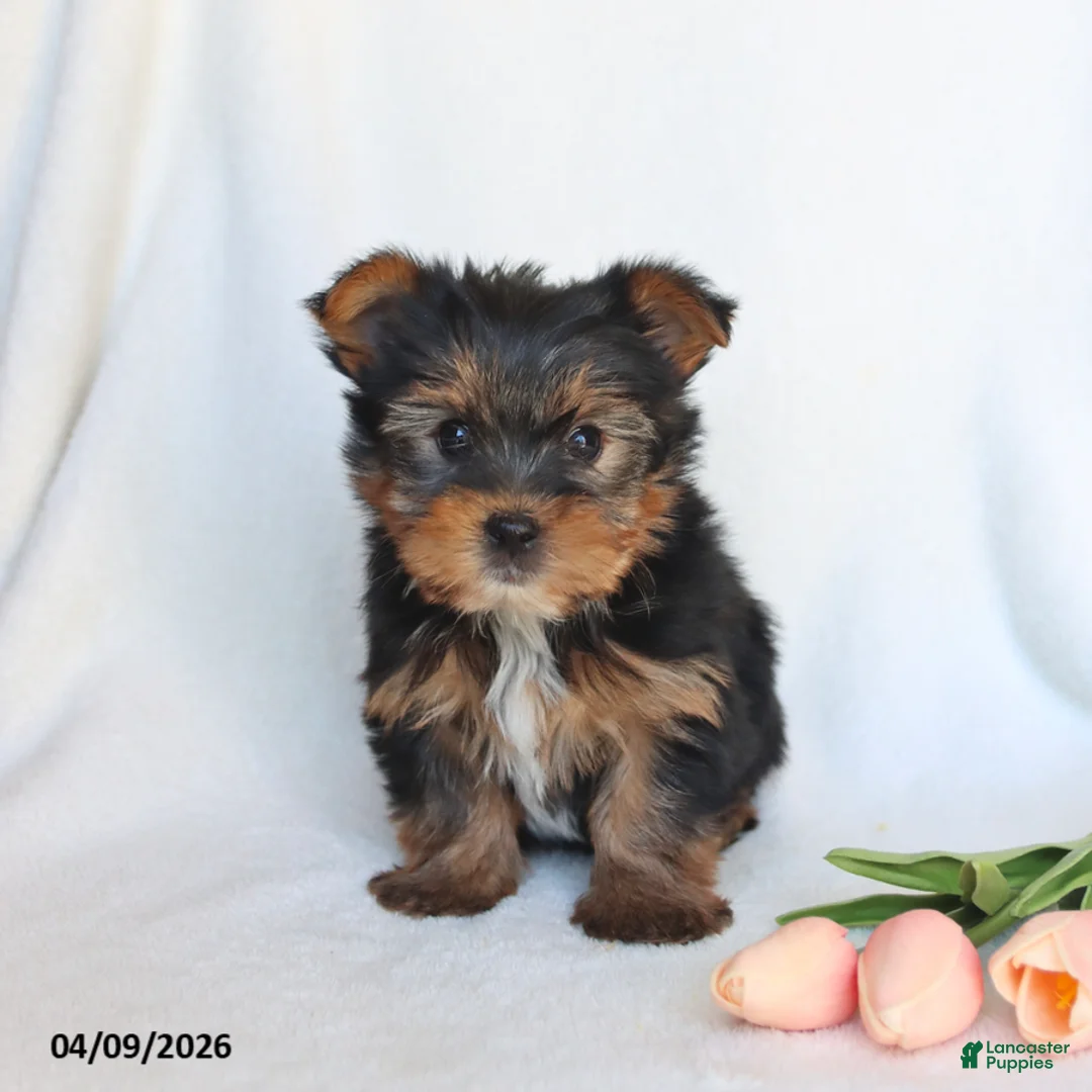 Yorkshire Terrier dogs for sale: Nash - Ad 5