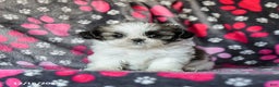 Shih Tzu dogs for sale: Milkyway - Ad 2