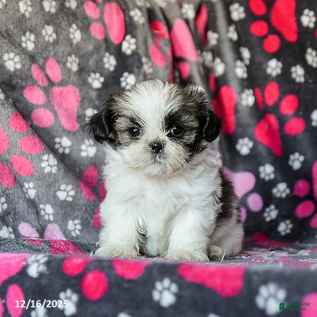 Shih Tzu dogs for sale: Milkyway - Ad 2
