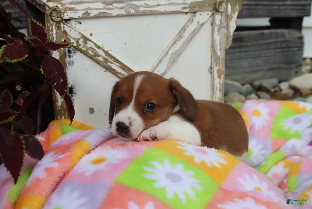 Miniature Dachshund dogs for sale: Mitch - Ad 2