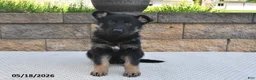 German Shepherd dogs for sale: Millie - Ad 3