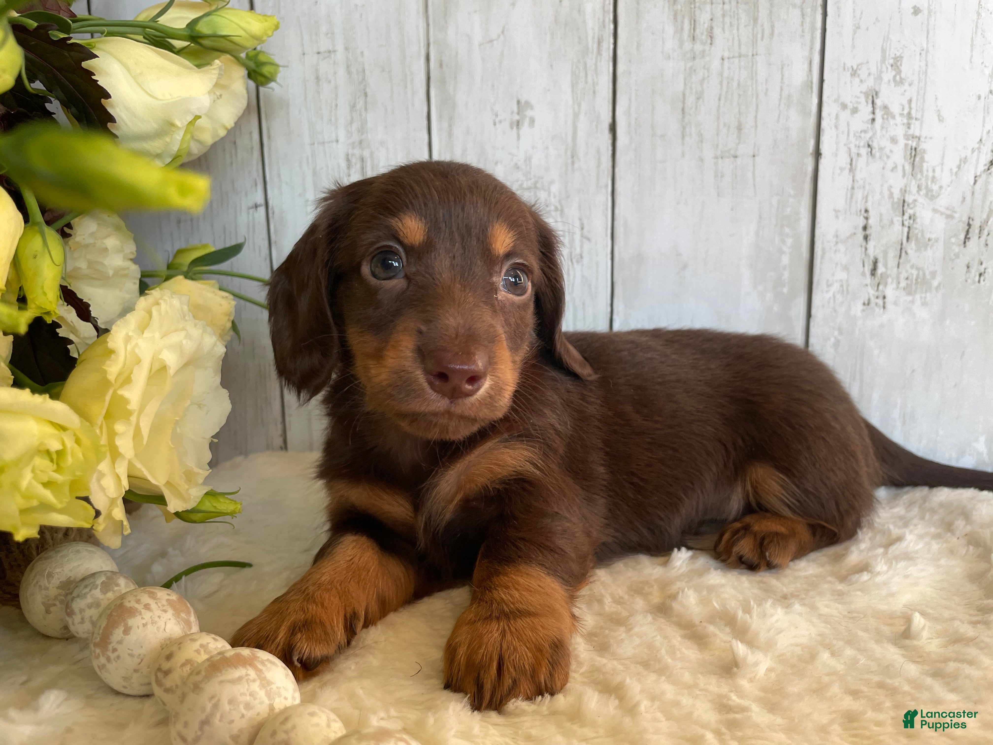Miniature Dachshund dogs Connie - Ad 2