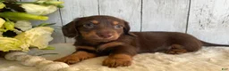 Miniature Dachshund dogs for sale: Connie - Ad 2