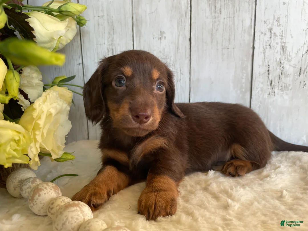 Miniature Dachshund dogs for sale: Connie - Ad 2