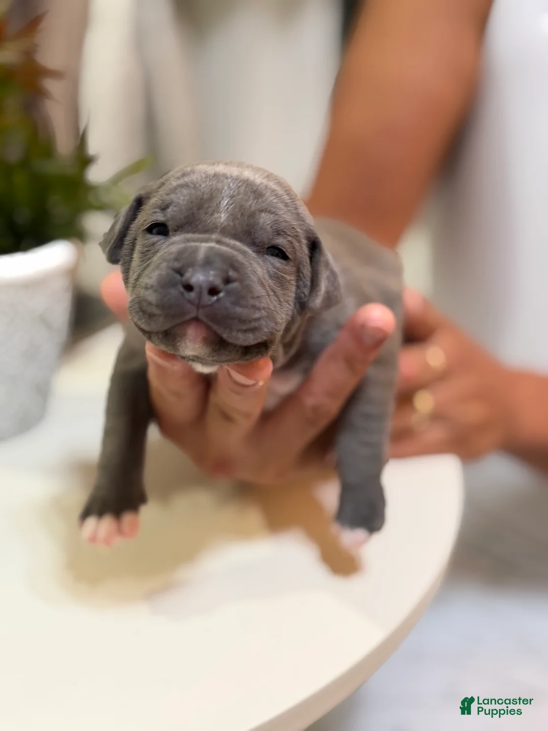 Mixed Breed dogs for sale: Pink collar - Ad 1