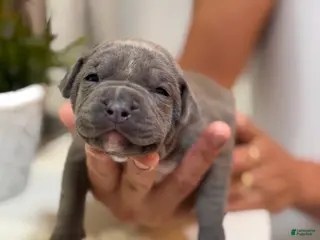 Mixed Breed dogs Pink collar - Ad 16