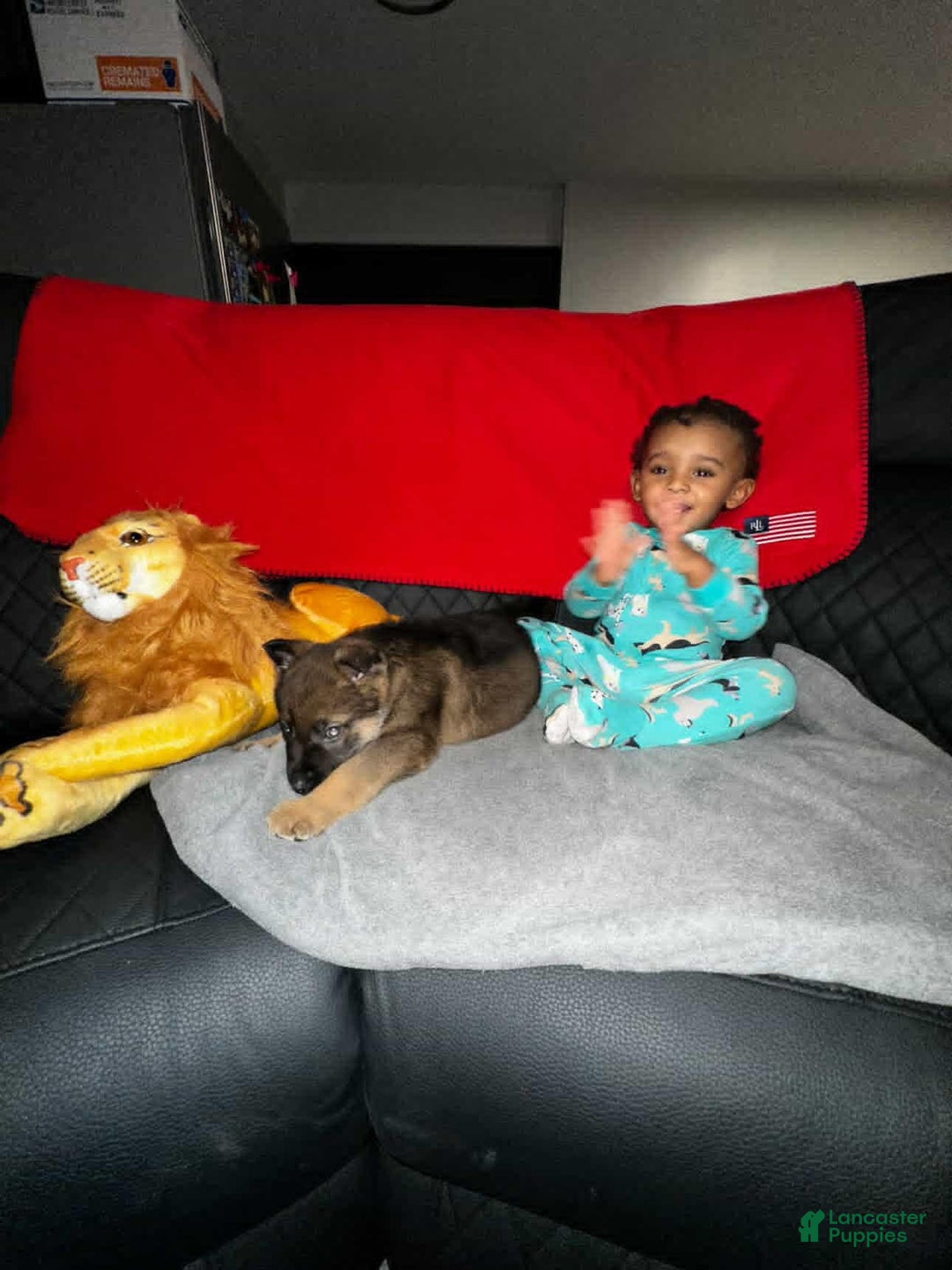 German Shepherd dogs for sale: German Shepherd Puppy 2 - Ad 4