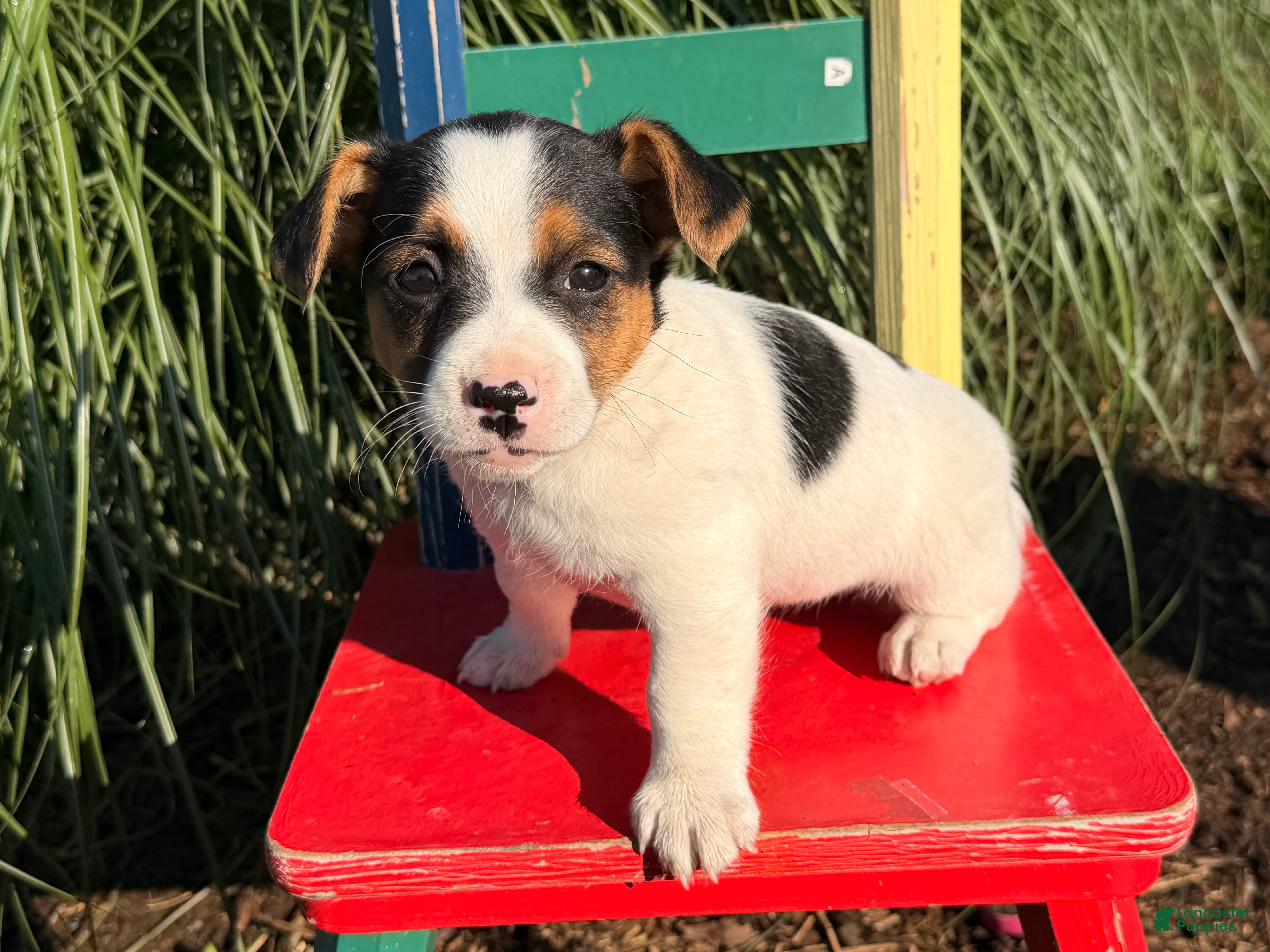 Jack Russell Terrier dogs Princess  - Ad 2