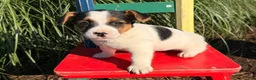 Jack Russell Terrier dogs for sale: Princess  - Ad 2