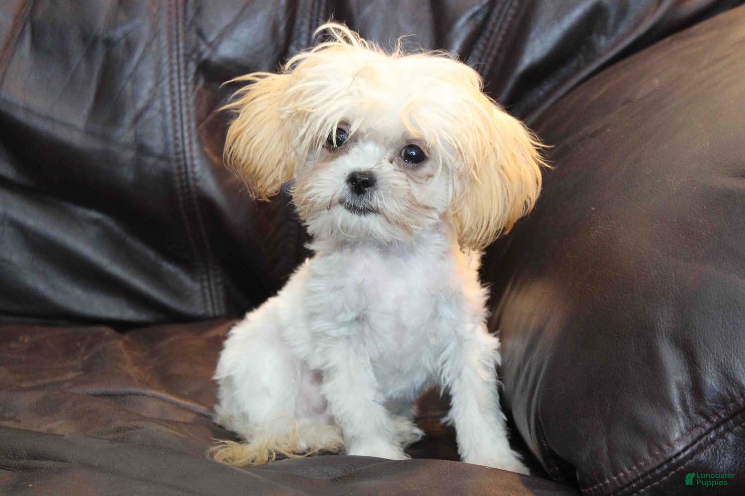 Shihpoo dogs Super tiny Petey - Ad 6