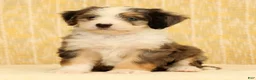 Mini Bernedoodle dogs for sale: Beauty - Ad 3