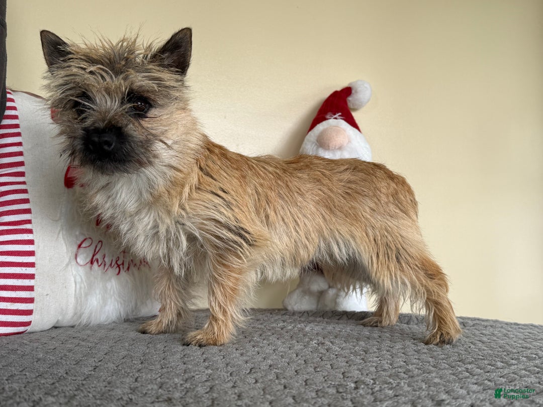 Cairn Terrier dogs for sale: Jayce - Ad 5