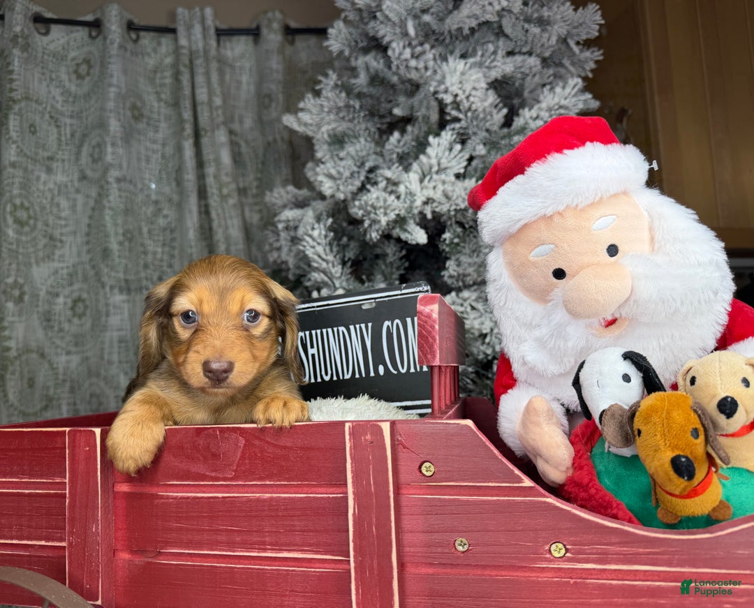 Miniature Dachshund dogs for sale: Green eyes- South african - Ad 2