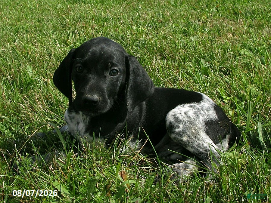 German Shorthaired Pointer dogs Sophie - Ad 1