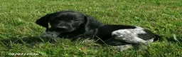 German Shorthaired Pointer dogs for sale: Sophie - Ad 1