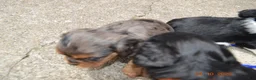 Cavalier King Charles Spaniel dogs for sale: Cavalier King Charles Spaniel Puppy 1 - HUEY - Ad 28