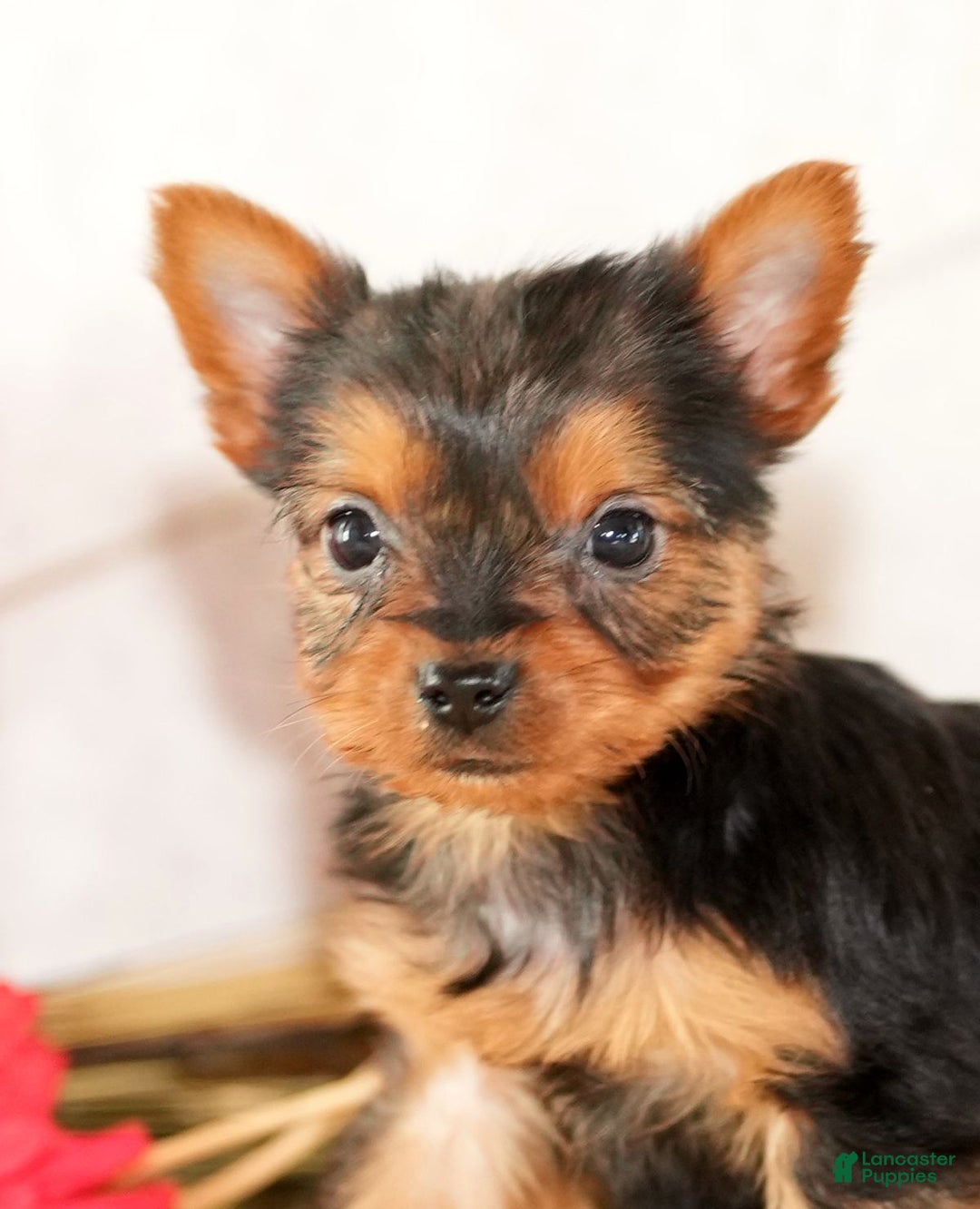 Morkie dogs for sale: Princess - Ad 9