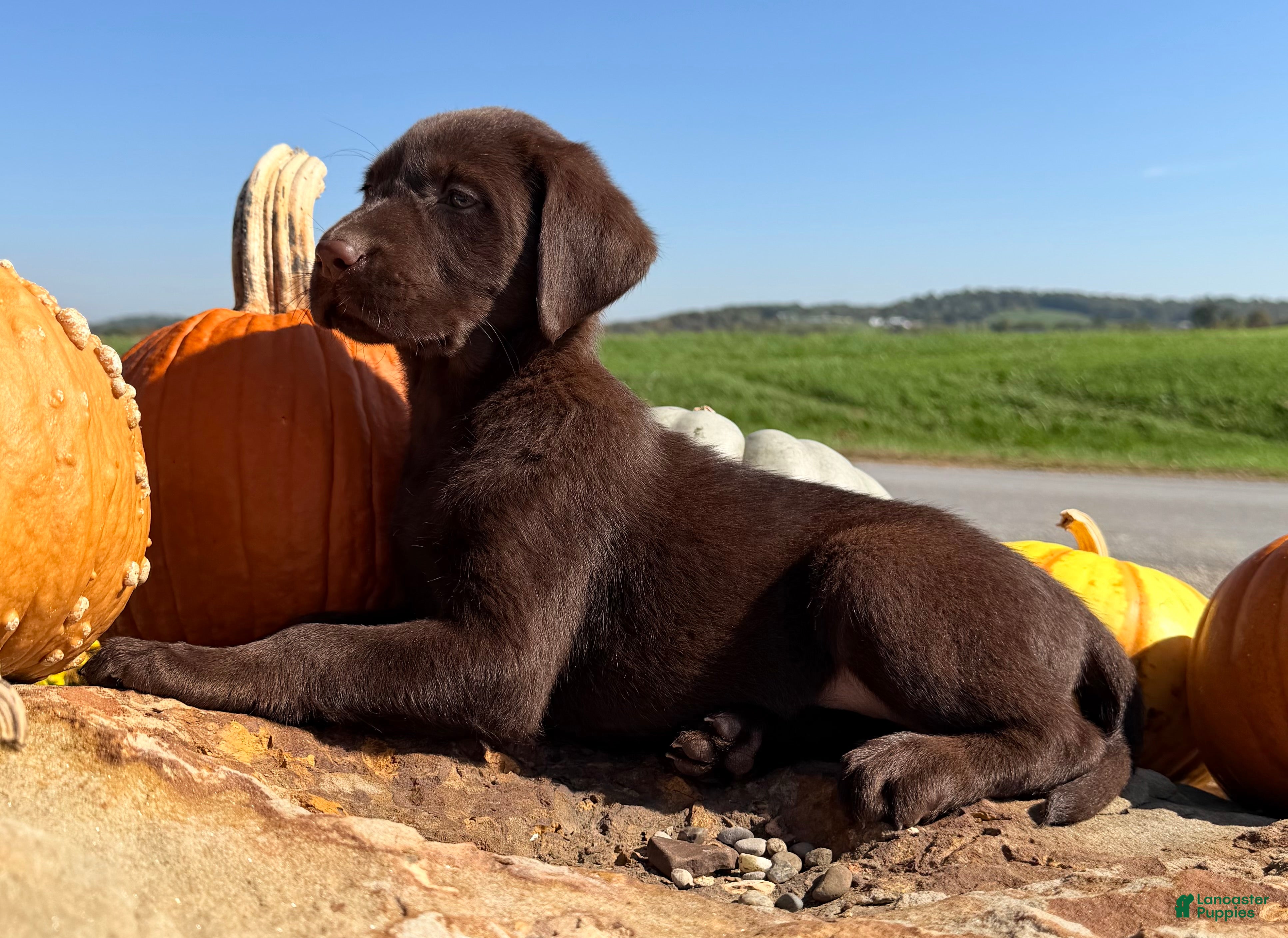 Labrador Retriever dogs Lucy - Ad 2