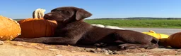 Labrador Retriever dogs for sale: Lucy - Ad 2