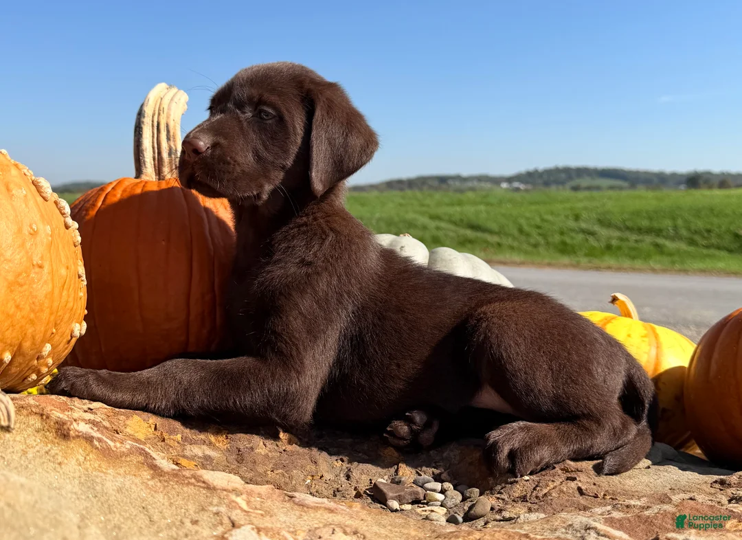 Labrador Retriever dogs for sale: Lucy - Ad 2