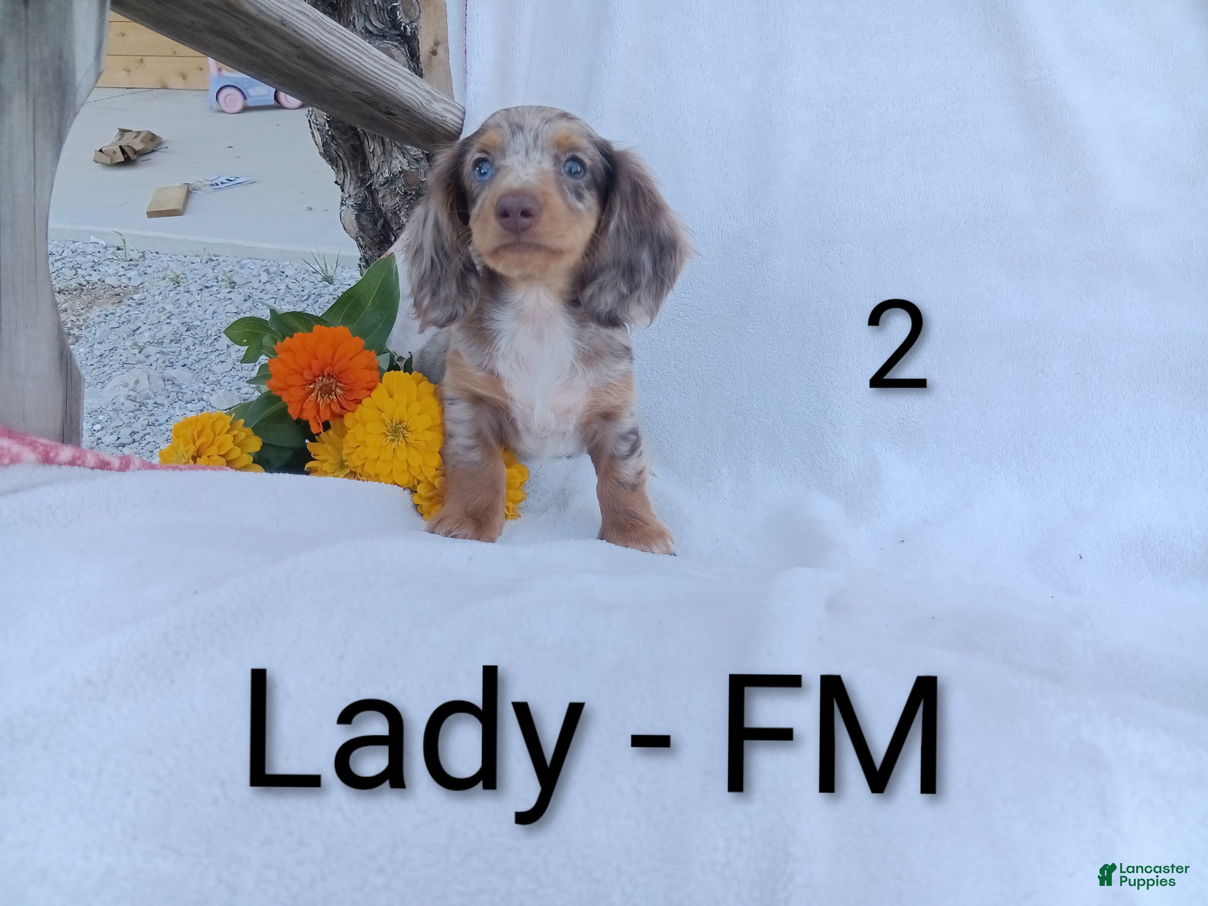 Miniature Dachshund dogs Lady - Ad 1