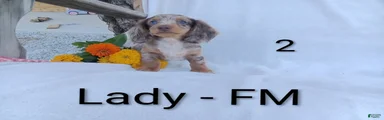 Lady