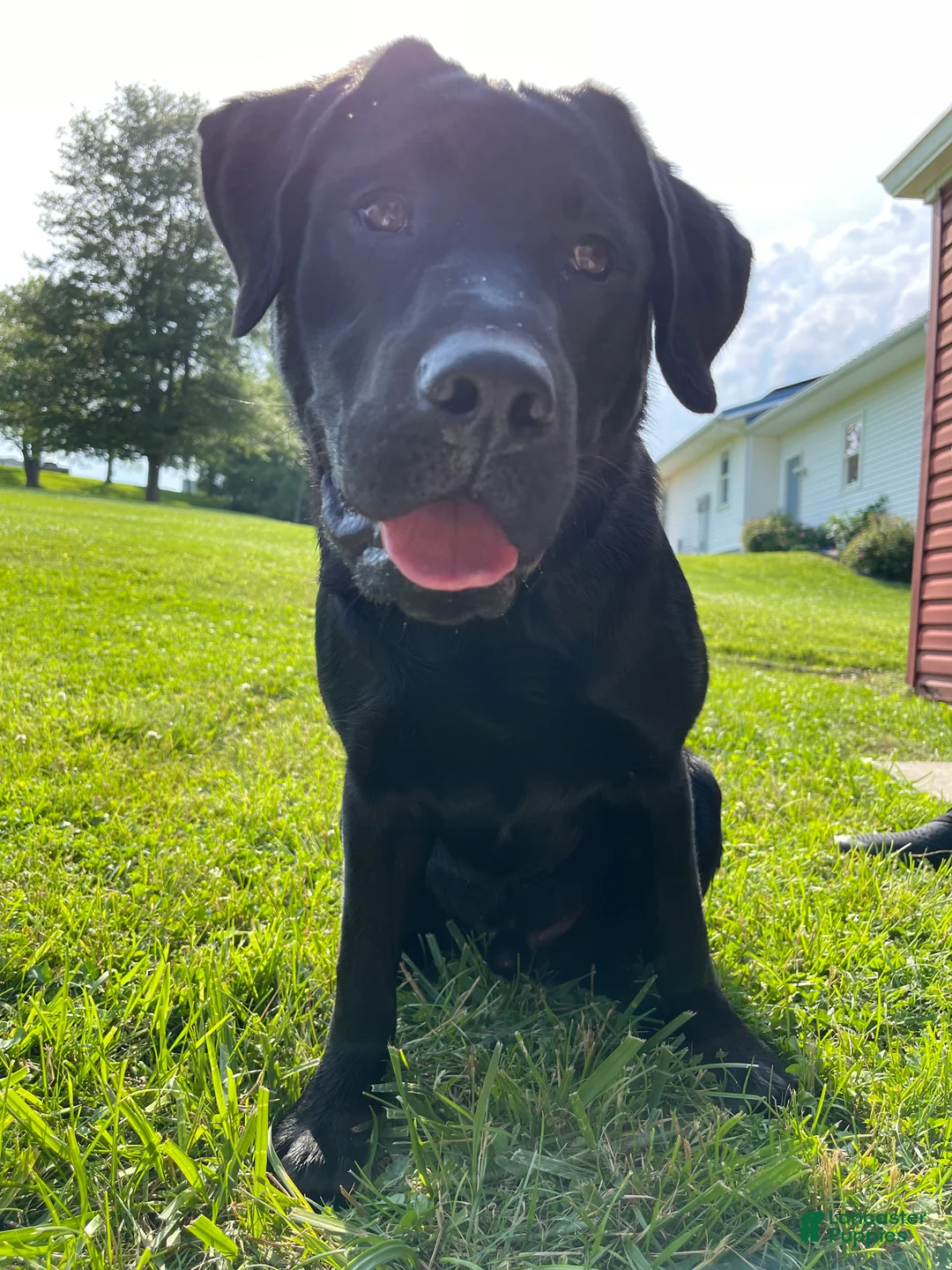 Labrador Retriever dogs for stud: Otso King of the Forest- Bear  - Ad 5