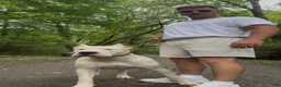 Dogo Argentino dogs for sale: Green male  - Ad 19