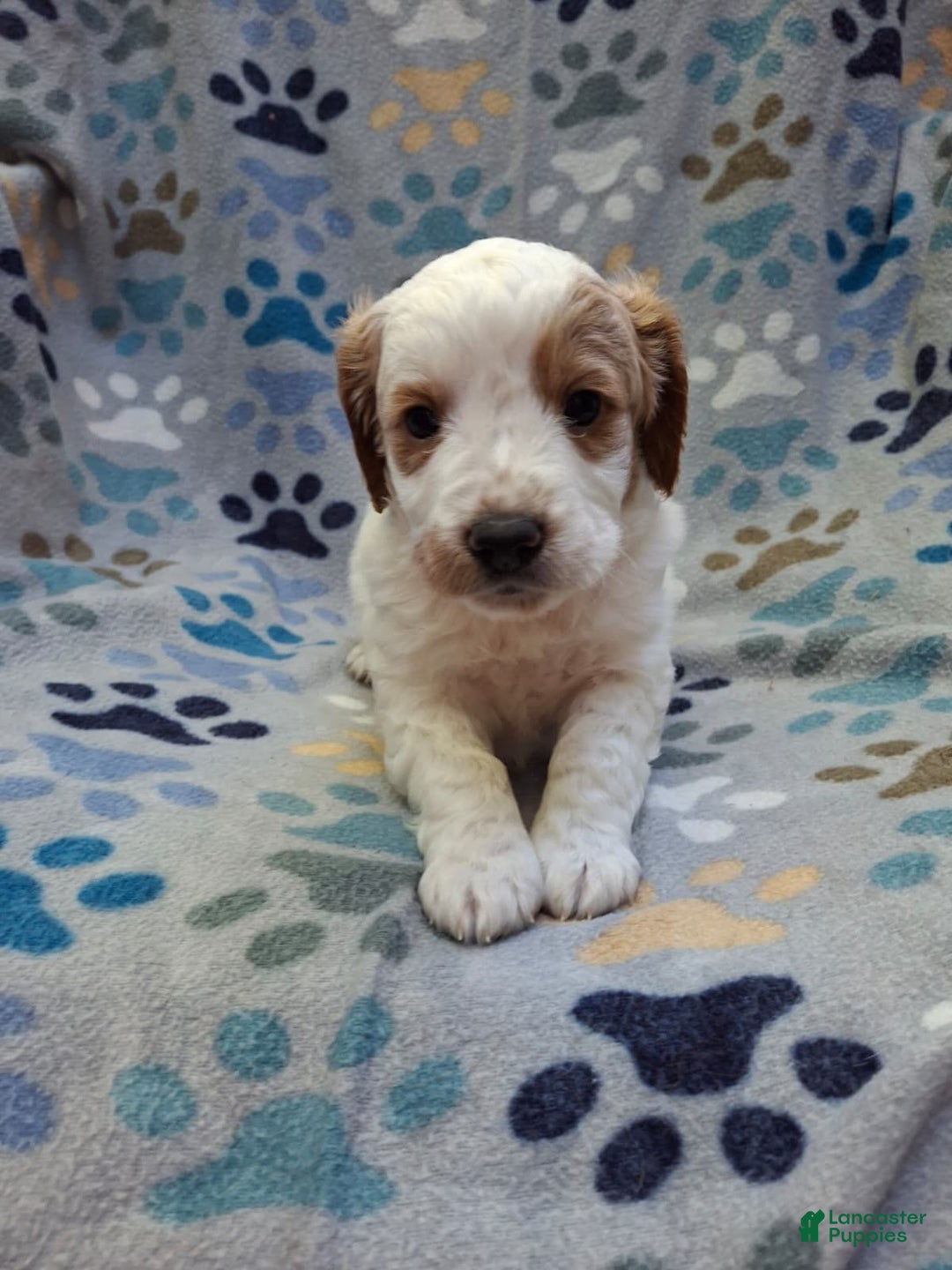 Mini Goldendoodle dogs for sale: Jet - Ad 2