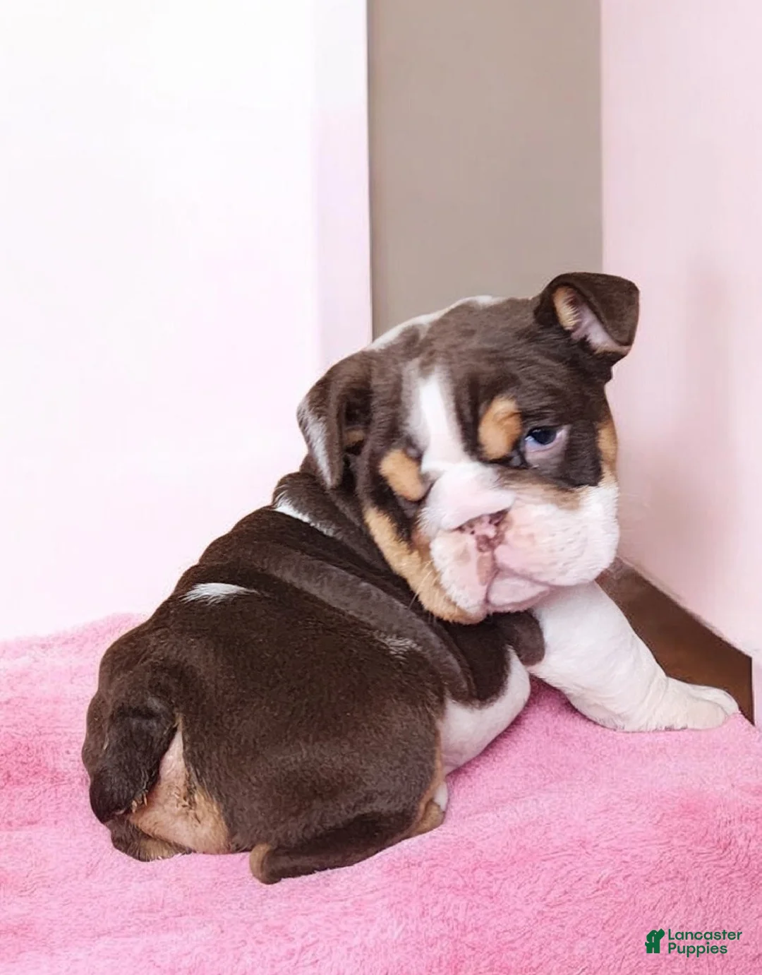 English Bulldog dogs for sale: Health clear Snickers  - Ad 4