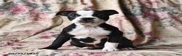 Boston Terrier dogs for sale: Hazel - Ad 7