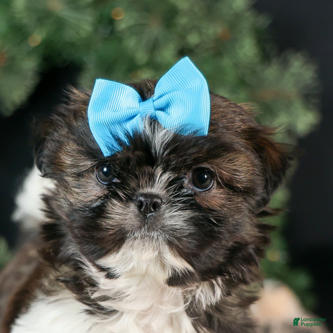 Shih Tzu dogs for sale: ROSCOE - Ad 7